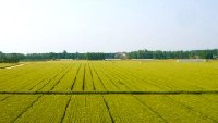 某縣鄉(xiāng)（鎮(zhèn)）土地（高標準基本農田）整治項目