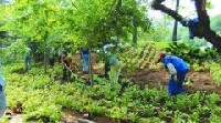 某消防支隊機關(guān)補栽樹木、花草項目